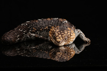 Stumpy back lizard with reflection and black background