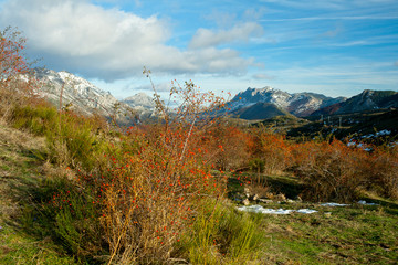 Rose hip plant with red fruits against a mountains landscape in autum
