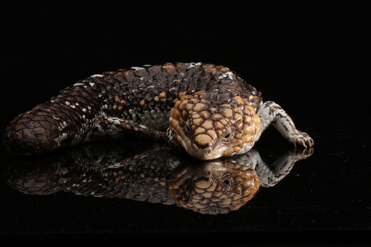 รูปภาพStumpy – เลือกดูภาพถ่ายสต็อก เวกเตอร์ และวิดีโอ562 | Adobe Stock