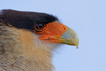 portrait of scavenger bird, known as caracara, carancho or traro, in the forest of Vicente Pérez Rosales National Park