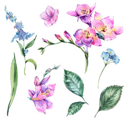 Fototapeta na wymiar Set of Watercolor Vintage Floral Elements Blooming Freesia and Garden Flower