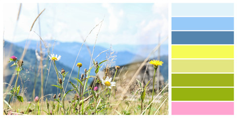 Field with meadow flowers in sunny day. Color palette