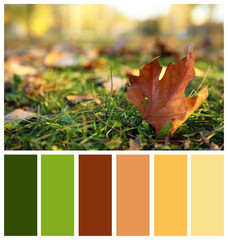 Autumn leaf on green grass against blurred background. Color palette