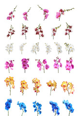 Set of beautiful colorful orchid phalaenopsis flowers on white background - obrazy, fototapety, plakaty