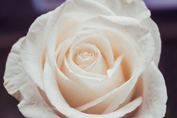 White rose. White wedding rose close up isolated on dark background.