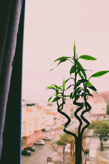 Dracaena braunii. Green lucky bamboo against the window.