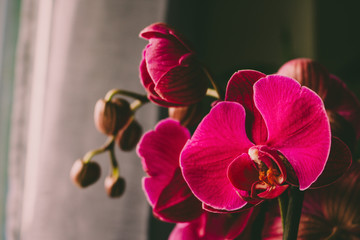 Purple orchid. Closeup selected focus purple color beautiful tropical orchid flower.