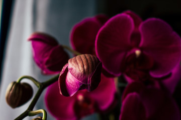 Purple orchid. Closeup selected focus purple color beautiful tropical orchid flower.