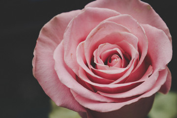 Pink rose. Pink wedding rose close up isolated on dark background.
