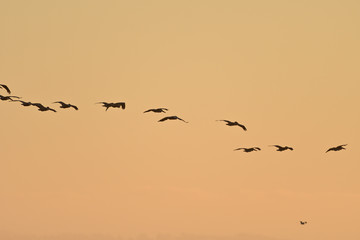 Flock of Brown Pelicans