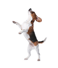 Beautiful beagle dog on white background. Adorable pet