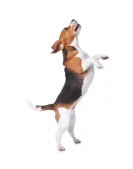 Crédence de cuisine en verre imprimé Chien Beau chien beagle sur fond blanc. Adorable animal de compagnie