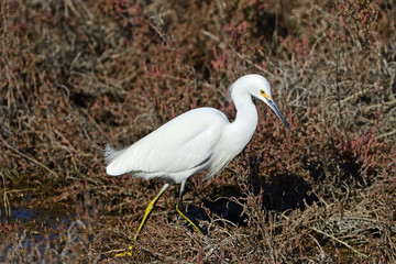 Snowy Egret