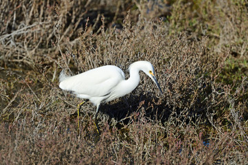 Snowy Egret 