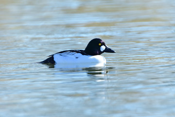 Fototapeta premium Goldeneye Duck