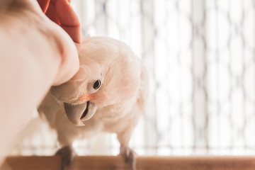 Goffin Cockatoo Being Petted