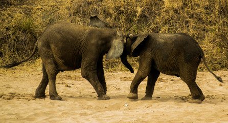 Wild African Elephant Herd