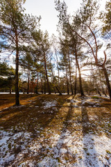 Fototapeta na wymiar beautiful magical spring forest with sun rays between trees and melting snow