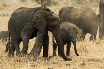 Fototapeta premium Wild African Elephant Herd