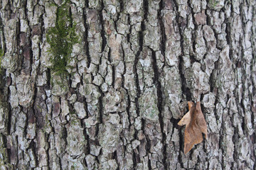bark of a tree