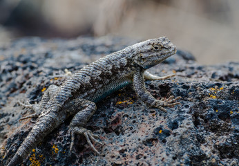 Western Fence Lizard