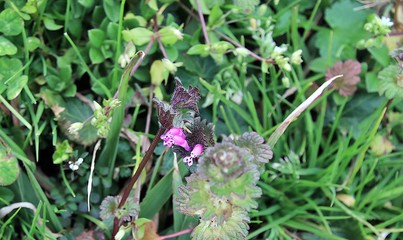 Loosestrife family Lythraceae is a family of flowering plants