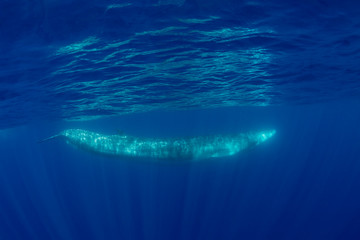 Fin whale, Atlantic Ocean, The Azores, Portugal.