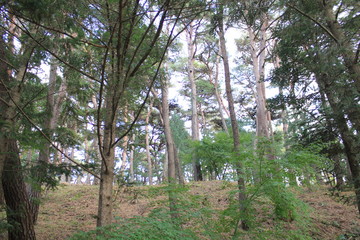 trees in the forest