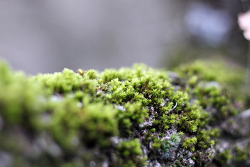 Plants are different, moss can also be beautiful.