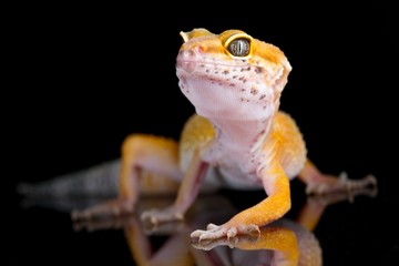 Leopard Gecko on black background