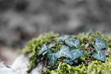 Plants are different, moss can also be beautiful.