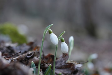 Snowdrops first spring flowers.