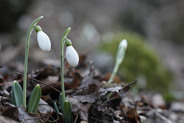 Snowdrops first spring flowers.