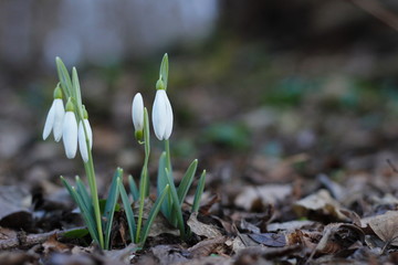 Snowdrops first spring flowers.