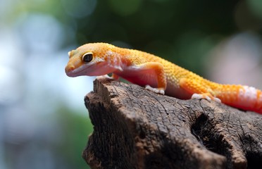 Leopard Gecko on natural background