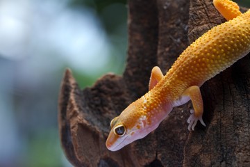 Leopard Gecko on natural background