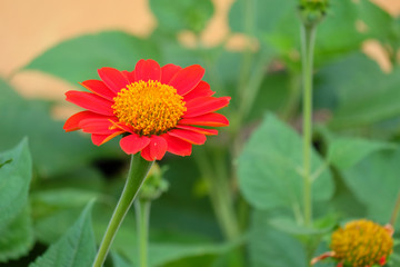 orange flower in the garden