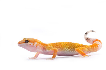 Leopard Gecko on white background