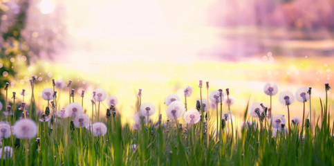 Bright spring natural background with blooming fluffy dandelions, outside nature, soft focus, partially blurred image