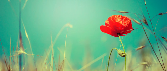 Sunny spring or summer landscape with blooming scarlet poppy against the blue sky, selective focus