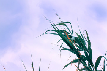 Sunny spring or summer landscape with leaves of reeds against the blue sky, selective focus