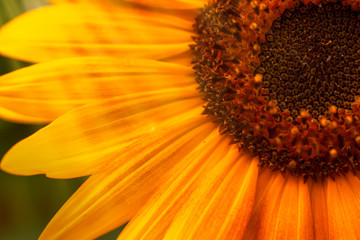 Beautiful summer sunflowers, natural blurred background, selective focus, shallow depth of field