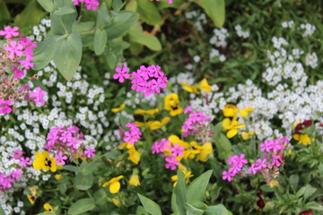 Fototapeta premium flowers in the garden