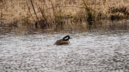 Hooded Merganser
