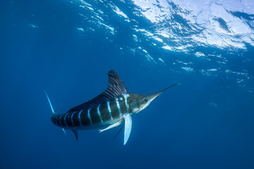 Striped marlin hunting sardines off the Pacific Coast of Baja California, Mexico. 
