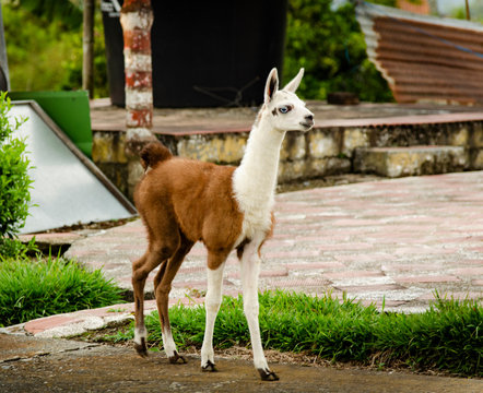 Llama Alpaca Animal Babby 