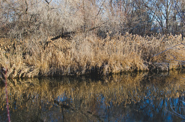 The long shore line of the cold grassy utah winter creek.
