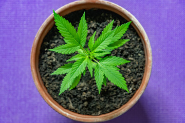 Potted Pot Plant - Purple background