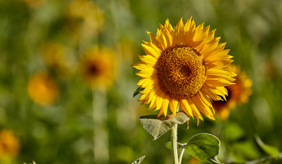 Sunflower flower under the sun