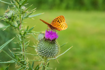 A yellow Butterfly on a thistle plant 